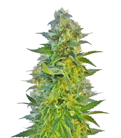 Сорт Jack Herer fem (Vision Seeds)