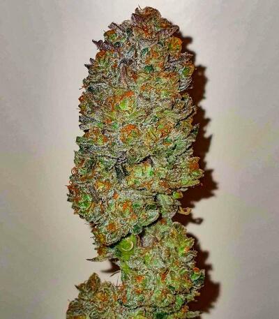 Сорт Banana Hammock RBX fem (Ethos Genetics)