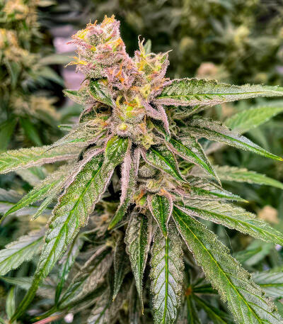 Семена сорта Blue Dream Autoflower fem (Seedkeepers)