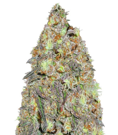 Сорт Critical Chronic reg (Sumo Seeds)