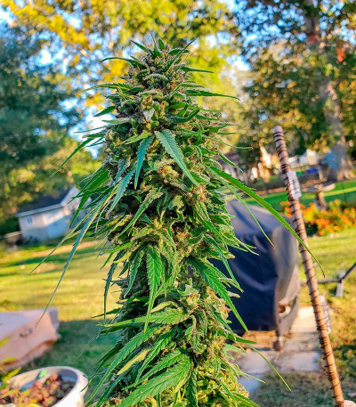 Сорт HighCloudZ Auto fem от Green House Seeds
