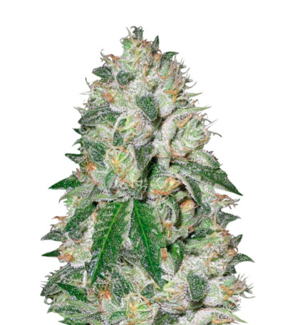 Сорт Auto OG Kush fem (Victory Seeds)