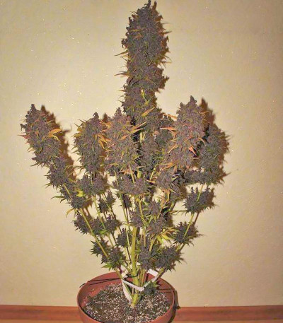 Сорт LSD-25 Auto fem