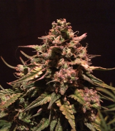 Сорт Fast & Vast Auto fem