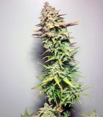 Сорт Cream Mandarine Auto fem (Sweet Seeds)