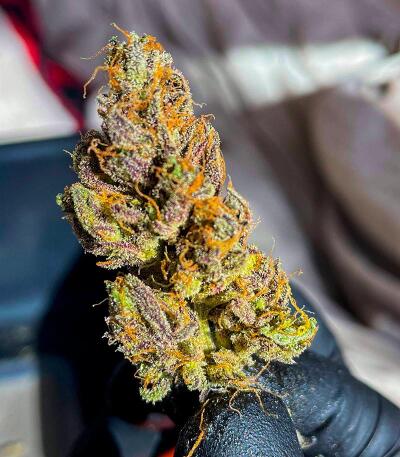 Сорт Punchberry Cookies RBX fem (Ethos Genetics)