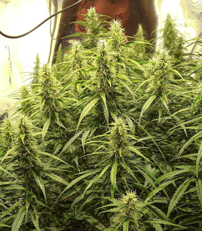 Сорт West Coast O.G. Auto fem (FastBuds)