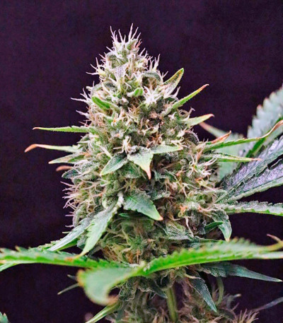 Сорт Sweet Skunk F1 Fast Version fem (Sweet Seeds)