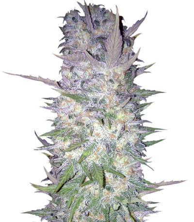 Сорт Green Love Potion fem (Samsara Seeds)