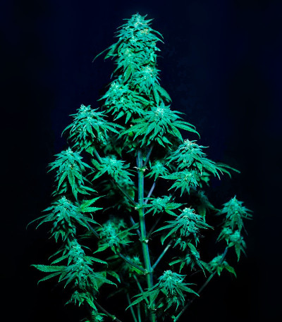 Сорт Papaya Sherbet fem (FastBuds)