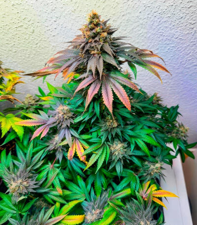 Сорт Sour Diesel x OG Kush fem (Seedkeepers)