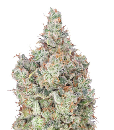 Сорт Total Paralysis fem (Heavyweight Seeds)