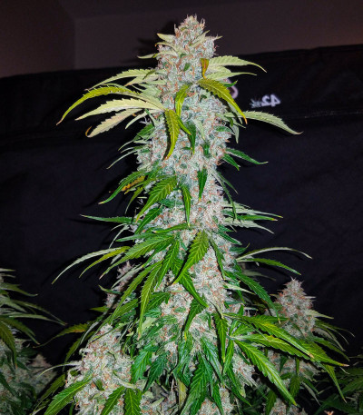 Сорт Six Shooter Auto fem (FastBuds)