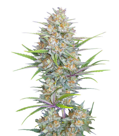Сорт Z-Up Auto fem (FastBuds)