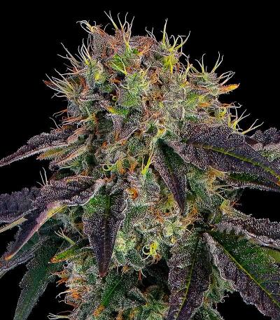 Сорт Baller's Game fem (Ethos Genetics)