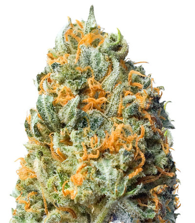 Сорт Fully Loaded Auto fem (Heavyweight Seeds)
