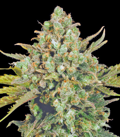 Сорт CBD-enriched Warlock fem (Serious Seeds)