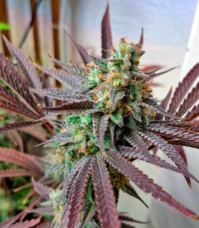 Сорт Purple Punch X Lemon Drizzle fem от Barney's Farm