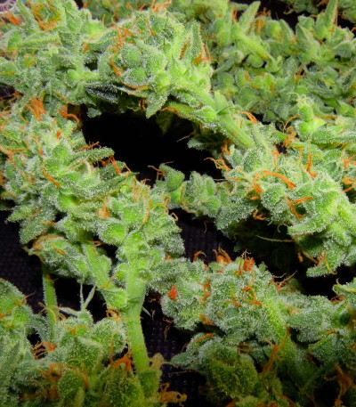 Сорт Flash Babylon Auto fem (Samsara Seeds)