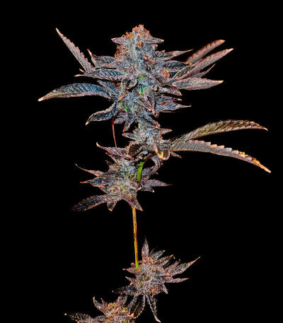 Сорт New Money fem (Compound Genetics)