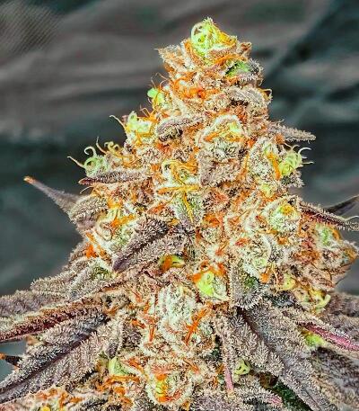 Сорт La Calma Autoflower fem (Easy Grow Seeds)