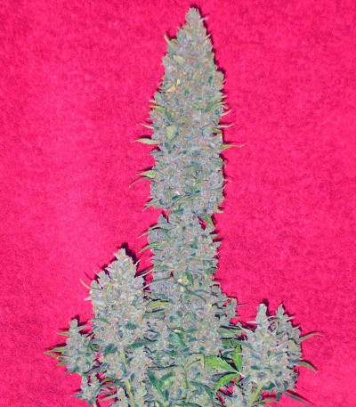 Сорт Mohan Ram Auto fem (Sweet Seeds)
