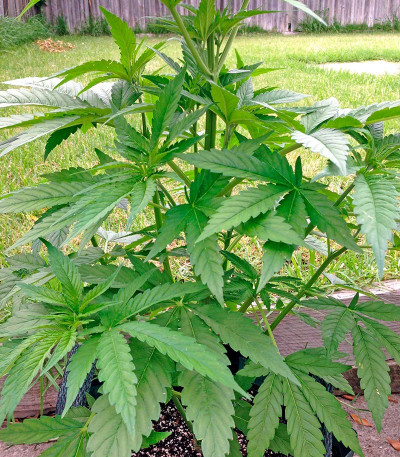 Сорт White Widow reg (Nirvana Seeds)