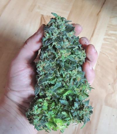 Сорт Ogre Auto fem (Doctor’s Choice)