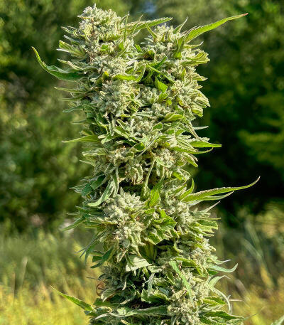 Сорт Insane OG Strain