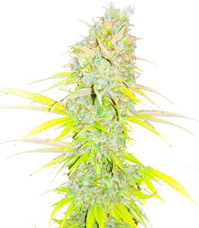 Сорт Candy Kush Fast Version fem (Easy Grow Seeds)