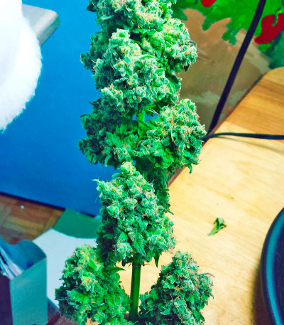 Сорт Northern Lights reg (Nirvana Seeds)