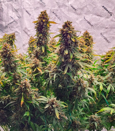 Сорт Grandmommy Purple Auto fem (Herbies Seeds)