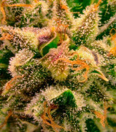 Семена сорта RudeBoi OG F1 fem (Seedkeepers)