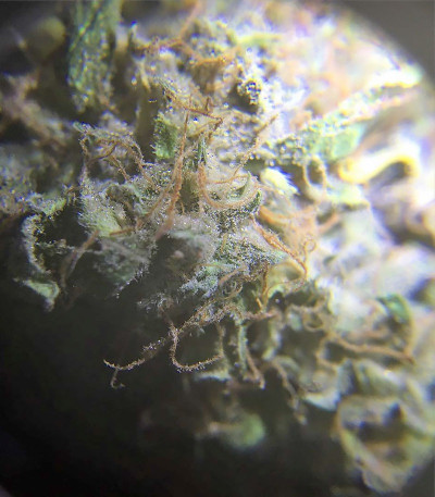 Сорт Grand Heft Auto fem (Dr. Krippling Seeds)