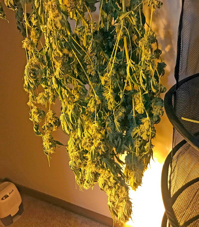 Сорт Big Bud (Snow White) reg (Nirvana Seeds)