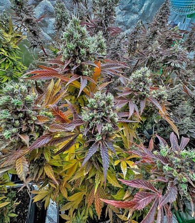 Сорт Lemon Cherry Gelato fem от Barney's Farm