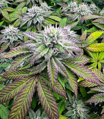 Сорт Mandarin Cookies R3 fem (Ethos Genetics)