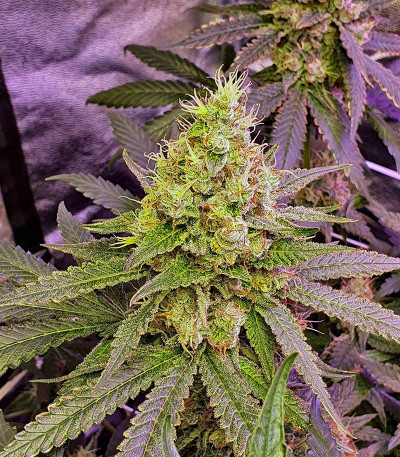 Сорт Super Lemon Haze x GMO fem от Green House Seeds