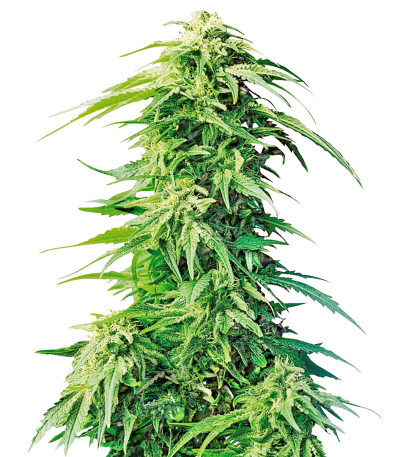 Сорт Super Hindu Kush reg (Sumo Seeds)