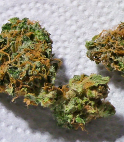 Сорт Dizzy Lights Auto fem (Dr. Krippling Seeds)