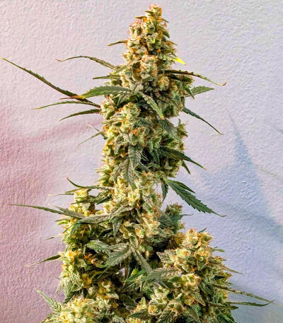 Сорт Keepers OG Autoflower fem (Seedkeepers)