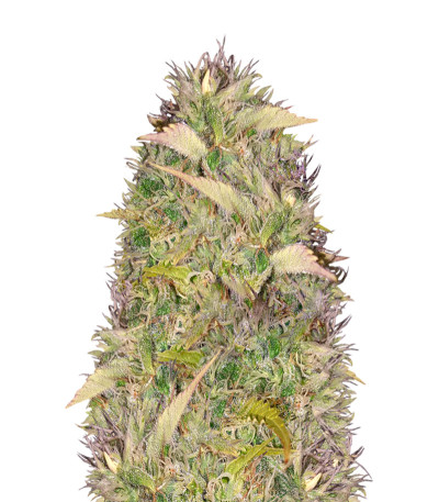 Сорт Silver Haze fem (Vision Seeds)