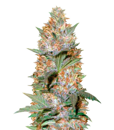 Сорт Auto Caramelino fem (Victory Seeds)