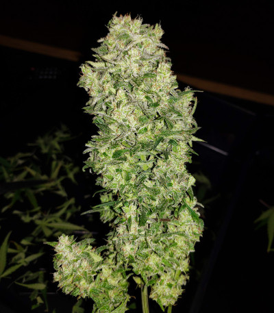 Сорт West Coast O.G. Auto fem (FastBuds)