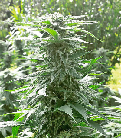 Сорт Super Skunk fem (Vision Seeds)