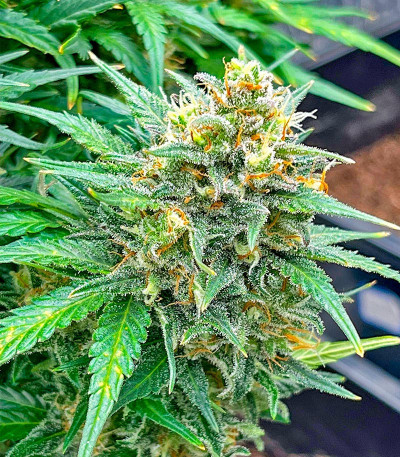 Сорт Strawberry Cheesecake Auto fem от Humboldt Seed Company