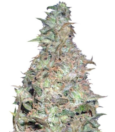 Сорт Choc-Matic Auto fem (Dr. Krippling Seeds)