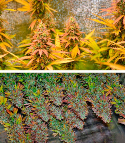 Сорт Northern Lights reg (Nirvana Seeds)