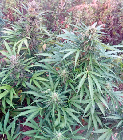 Сорт Sweet Amnesia Haze XL Auto fem (Sweet Seeds)