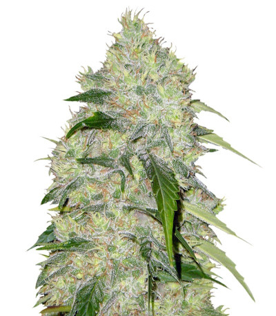 Сорт Bubble Gum fem (Serious Seeds)